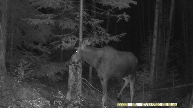 Лось. Медведь. Косуля. Фотоловушка Филин-120 смотреть онлайн