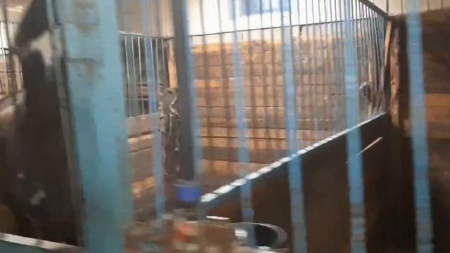 Знакомство с малышкой пони. Подарок доченькам на 1 сентября. смотреть онлайн