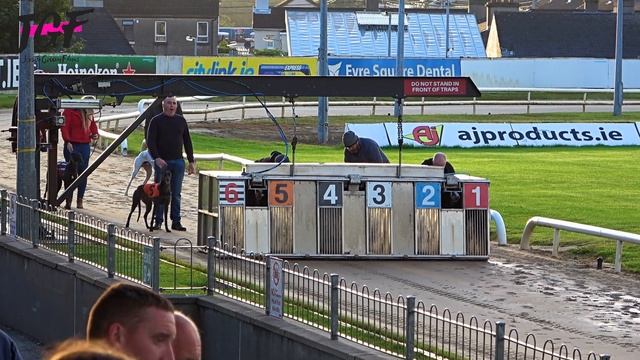 Irish Greyhound Sport Dog Racing смотреть онлайн