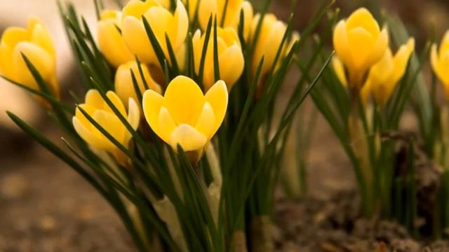 Волшебный мир цветов смотреть онлайн