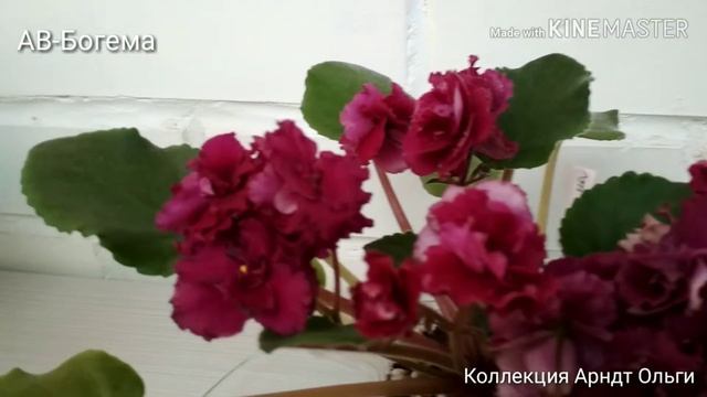 Фиалка АВ-Богема смотреть онлайн