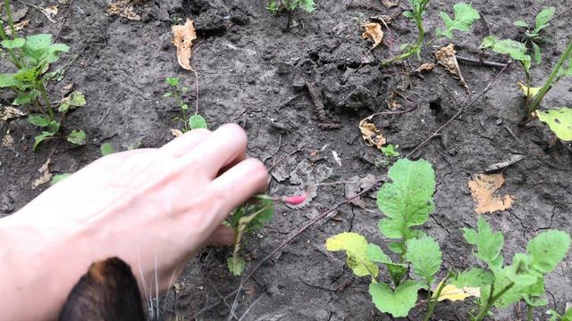 Такую редиску вы ещё не видели. Сею морковь, свеклу и дайкон смотреть онлайн