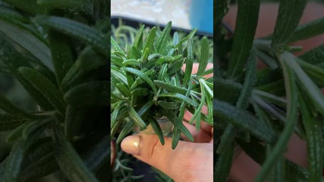 Сушим мяту и мелиссу для ароматного чая смотреть онлайн