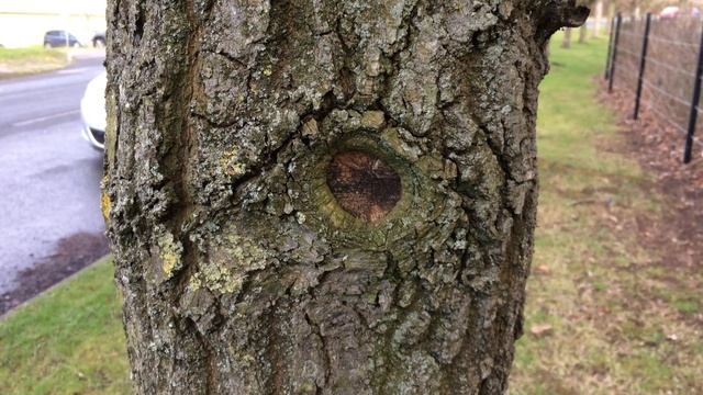 Sessile oak (Quercus petraea) - trunk close up - February 2018 смотреть онлайн