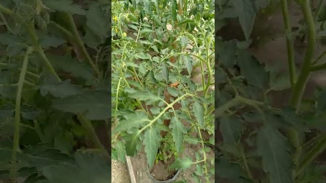 Затеняем теплицу, Спасаем урожай. Дачные Лайфхаки.. смотреть онлайн