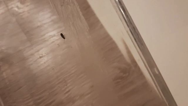 Содержание и разведение кормовых тараканов. Мраморный таракан Nauphoeta Cinerea #тараканы #cockroac