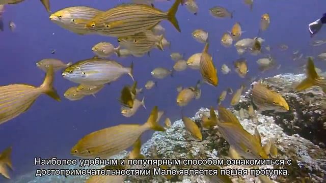 Рисование Картины по Шагам