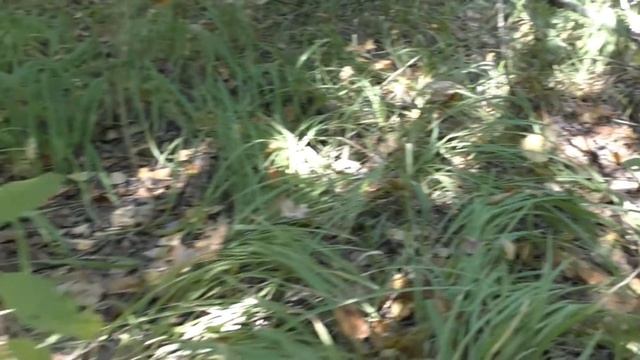 Грибной сезон Открыт Удачно Былые Опята RUSSIA