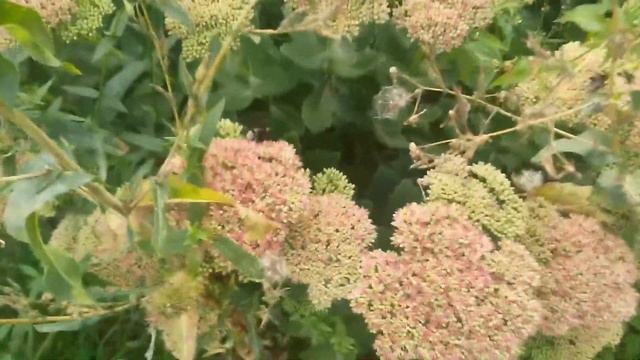 Решил податься в бизнес.Но не вывез за базар! смотреть онлайн