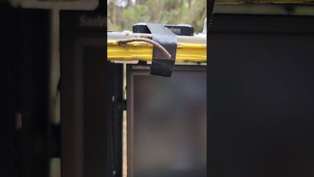 Китайский иннопланетный червь палочник претворяется веткой смотреть онлайн