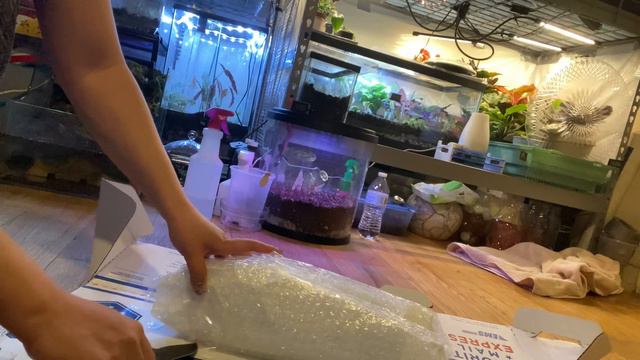 Unboxing calathea white fusion from TWP Tropical смотреть онлайн