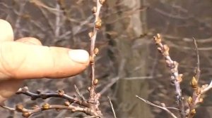 почему не плодоносит облипиха?