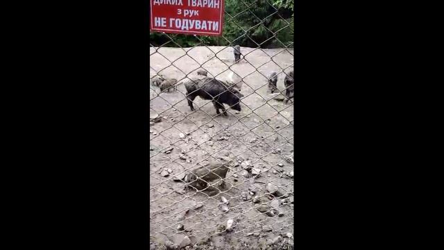 Яремче. Вольерное хозяйство. Дикие кабаны. Малыши. смотреть онлайн