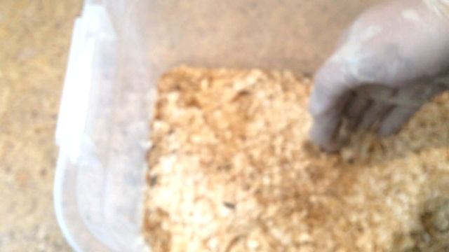 ПЕРВЫЕ КУКОЛКИ МУЧНОГО ХРУЩАКА РАЗВЕДЕНИЕ МУЧНОГО ЧЕРВЯ ДОМА КОРМОВЫЕ НАСЕКОМЫЕ МИНИ ФЕРМА смотреть онлайн