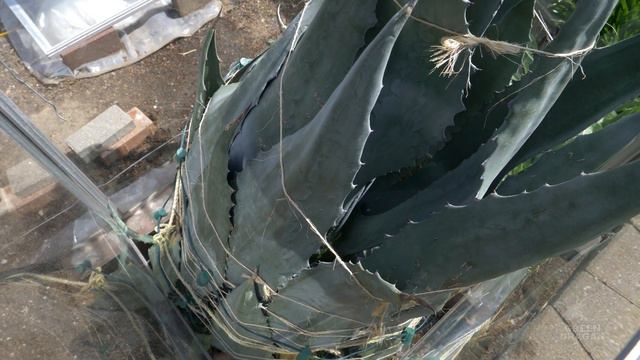 Agave Americana 2023 Update 5 years in the ground смотреть онлайн