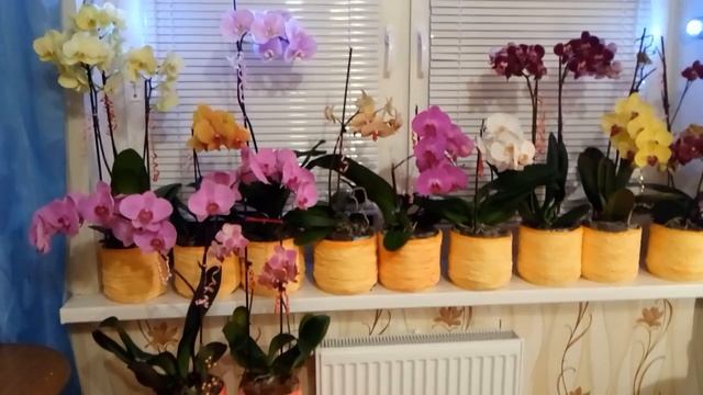 Что любят наши красивые орхидеи! Бешеное цветение орхидей! Шикарные орхидеи! уход за ОРХИДЕЯМИ! смотреть онлайн