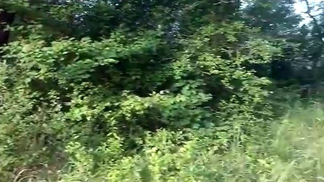 Красивая природа на реке Южный- буг возле Первомайска(скаутская поляна) смотреть онлайн