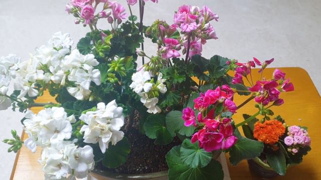 제라늄(페라고늄) 생생하고 이쁘게 키우기 Pelargonium,kalan diva смотреть онлайн