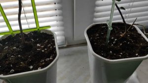 ПЕРЕСАДКА и ОБРЕЗКА бугенвиллии #бугенвиллия