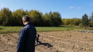 Добываем картошку картофелекопалкой КФТ-2 + мотоблок МТЗ.