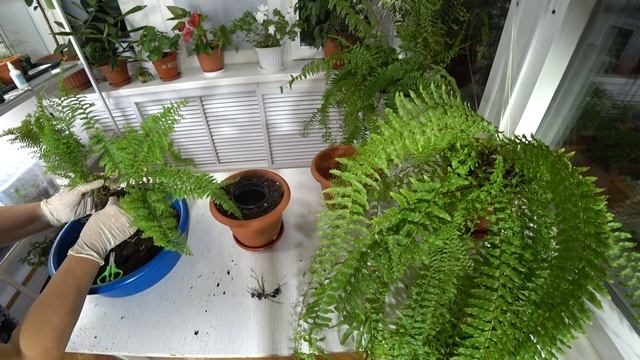 Пересадка папоротника ? #Fern смотреть онлайн