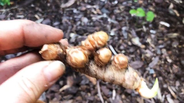 Как вырастить куркуму в домашних условиях. смотреть онлайн