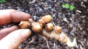 Как вырастить куркуму в домашних условиях.