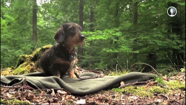 Планета собак. Такса смотреть онлайн
