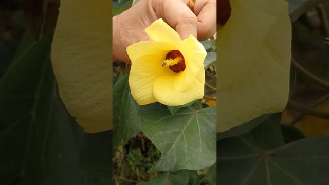 Malvales. Malvaceae. Hibiscus trionum. Borneo. смотреть онлайн