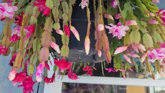 Цветение и уход за кактусом "Декабрист", Christmas Cactus. смотреть онлайн