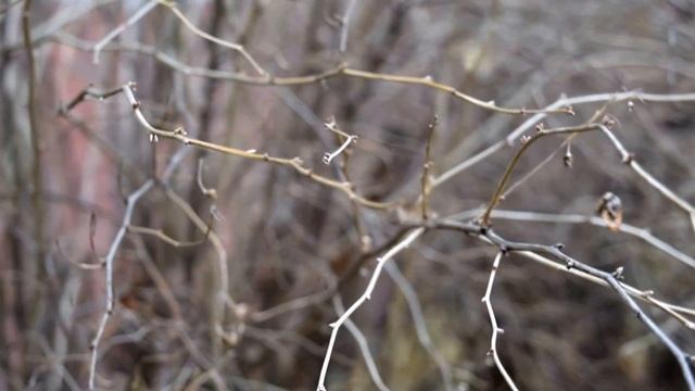 nikon D3300 18-55mm video test / видео тест камеры смотреть онлайн