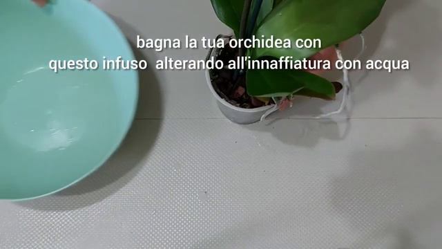 Nutri la tua orchidea in questo modo. E fiorirà come una pazza! смотреть онлайн