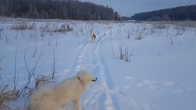 самоед и хаски смотреть онлайн
