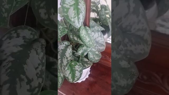SCINDAPSUS. смотреть онлайн