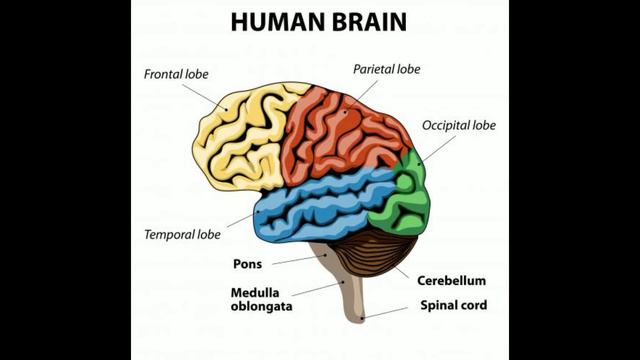 What Is Small Ischemic Vessel Disease смотреть онлайн