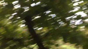 ЖИЗНЬ в ГЛУХОЙ ДЕРЕВНЕ. БЕЛАРУСЬ  Обзор фундук сорт Барселонский,урожай формирования кроны