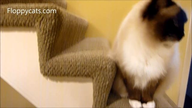 World's Best Cat Litter Forest Scented Clumping Cat Litter and Ragdoll Cats Review смотреть онлайн