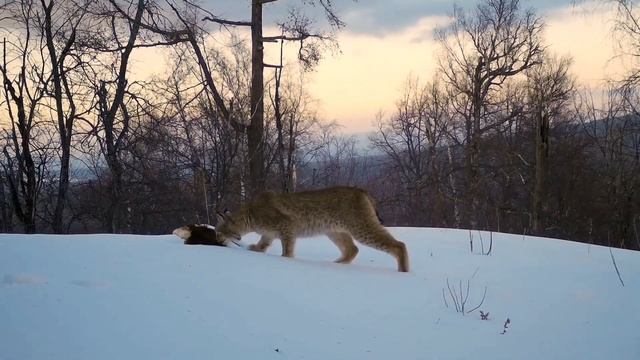 Дикие животные на Урале, снятые на видеоловушку смотреть онлайн