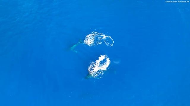 Under Red Sea 4K ? Incredible Underwater World - Relaxation Video with Calming Music