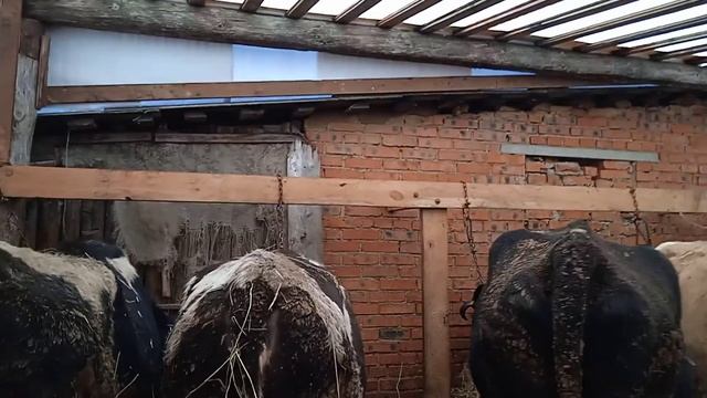 сарай для КРС смотреть онлайн