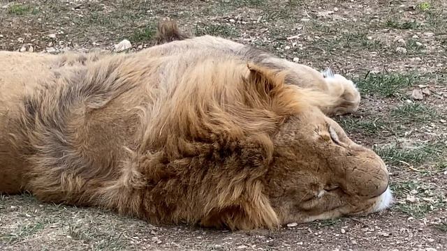 Львы Филя , Витя и не только ) смотреть онлайн