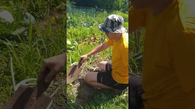 Репчатый лук или как сохранить Чиполлино. смотреть онлайн