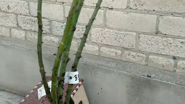 Розы. Посылка с розами из питомника Мери Роуз. смотреть онлайн