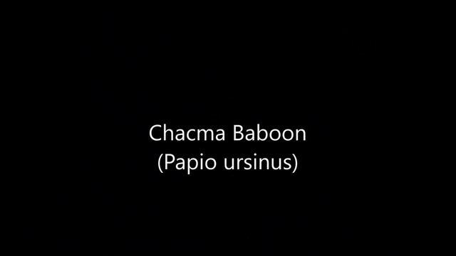 All Baboon Species - Species List смотреть онлайн
