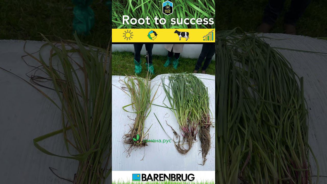 Nutrifibre овсянница тростниковая мягколистная семена GRASSSEED.RU смотреть онлайн