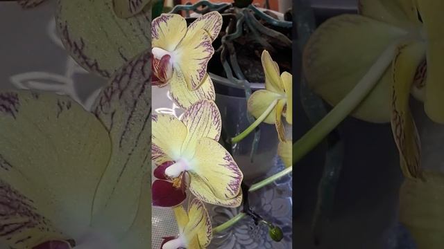 ?Липкие капли на цветоносе орхидеи. смотреть онлайн