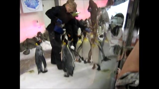 The march of real penguins, towards survival смотреть онлайн