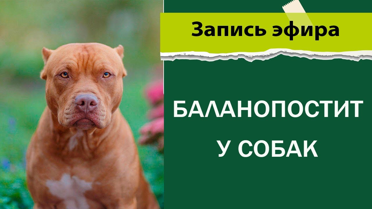 Баланопостит у собак смотреть онлайн