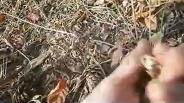 Hunting chickeoleta mushrooms with chickens смотреть онлайн