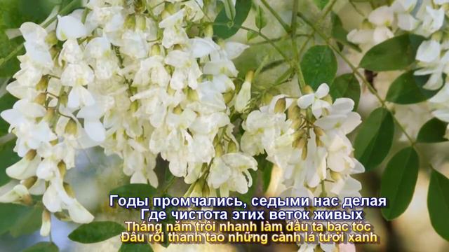 Белой акации гроздья душистые (Những Chùm Keo Hoa Thơm Trắng)   Людмила Сенчина (Subtitles)